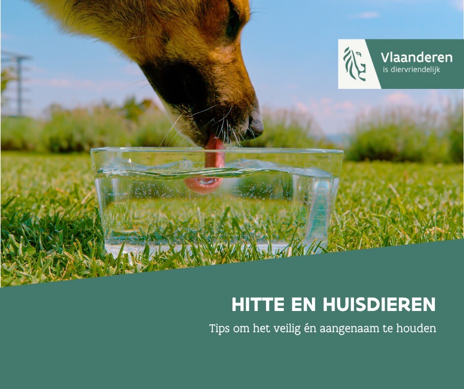 Zomerhitte: extra aandacht voor dierenwelzijn