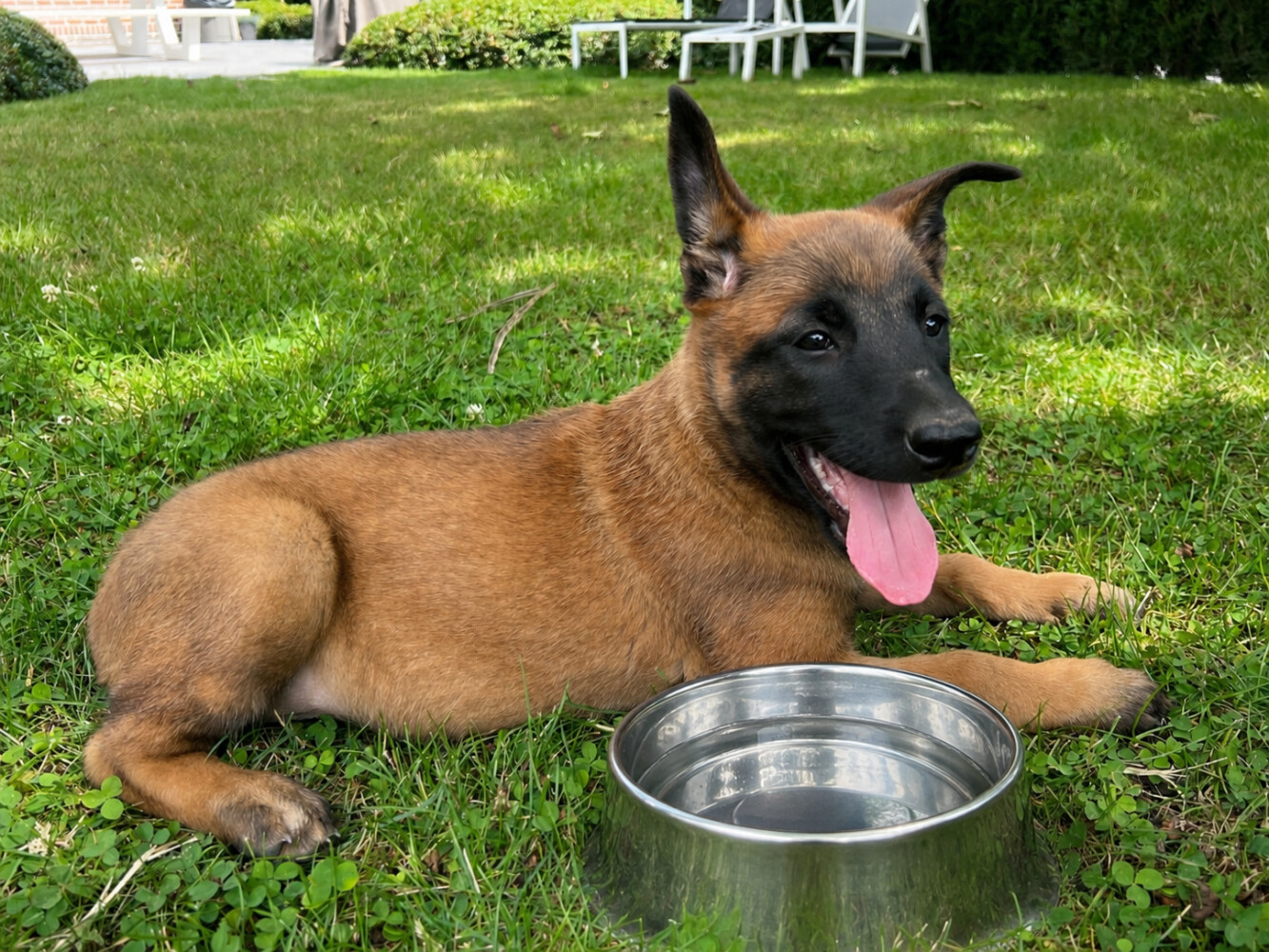Honden en warm weer: zo voorkom je oververhitting