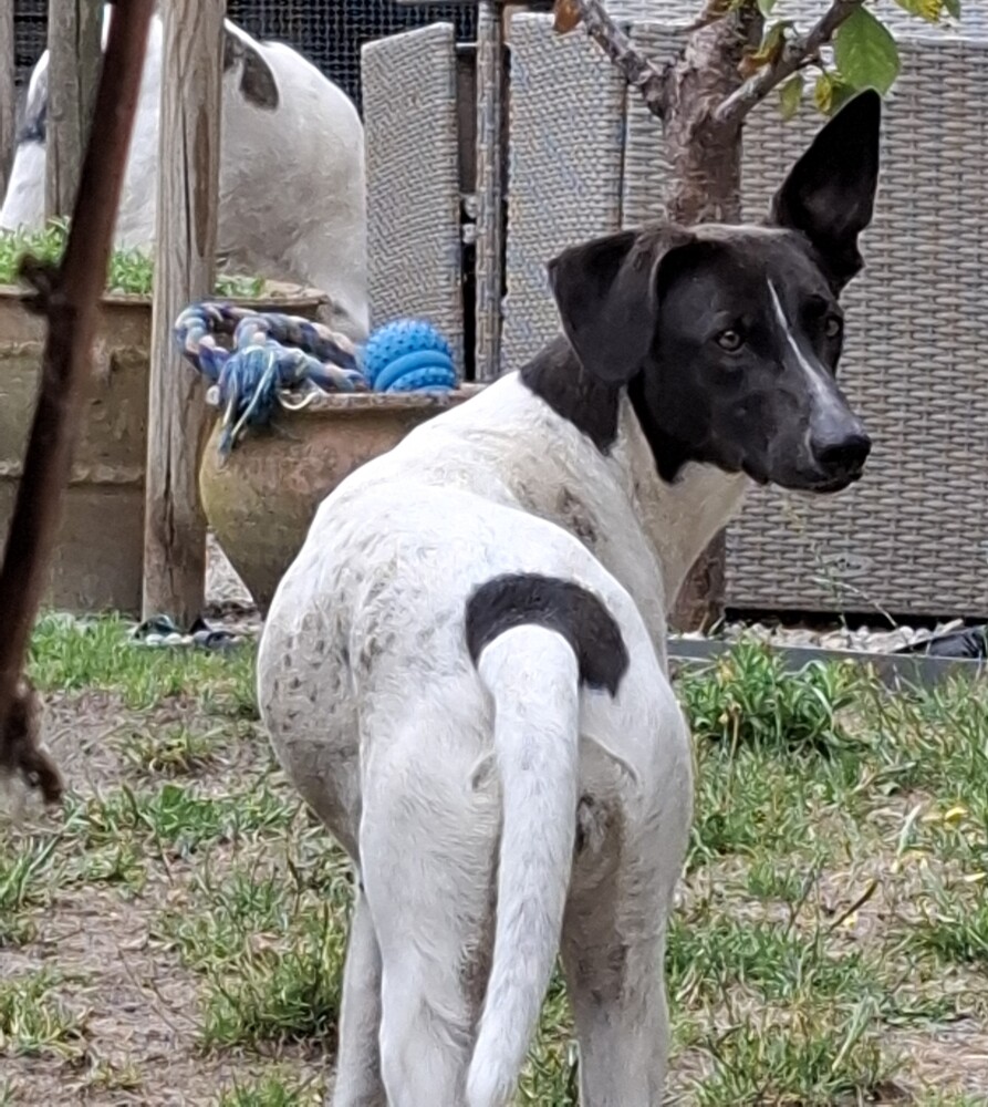 Crossbreed Female Black and White - PUP-ID 000286724 | Dierenhof Debrabandere