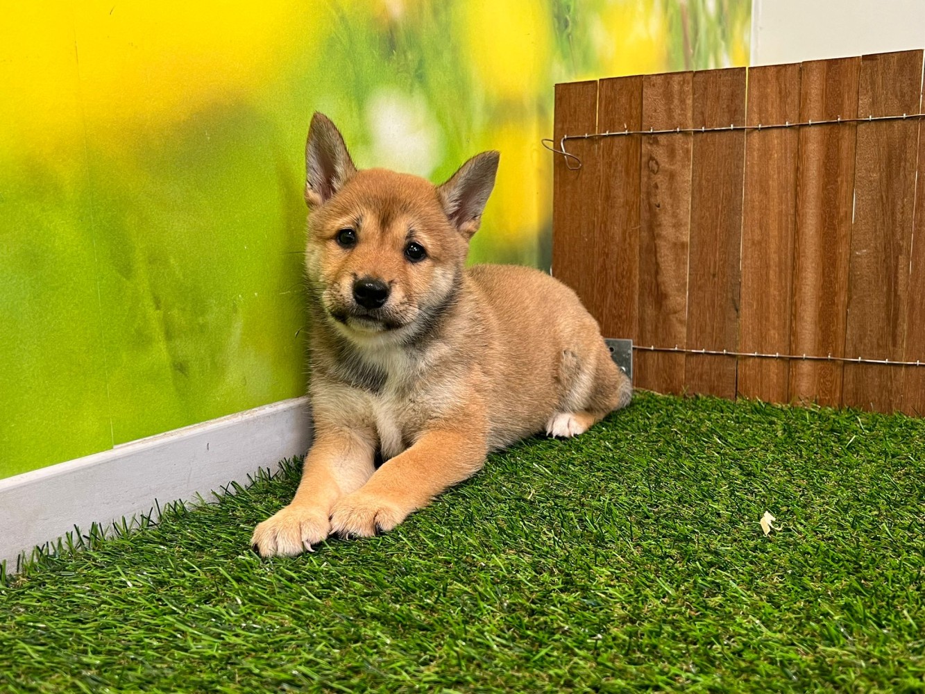 Shiba Inu Puppy for sale