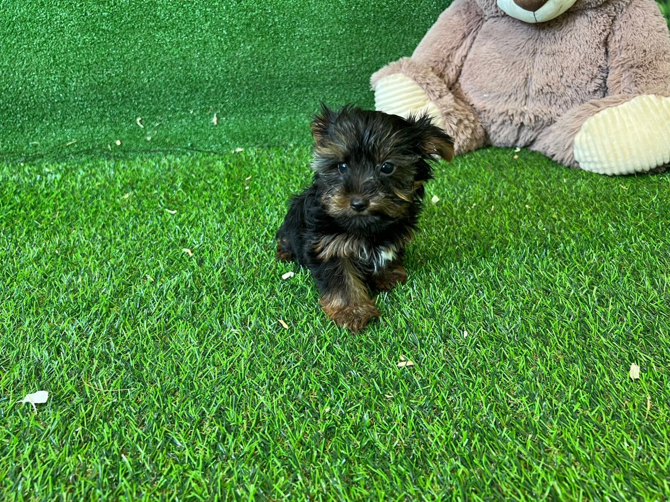Yorkshire Terrier Puppy for sale