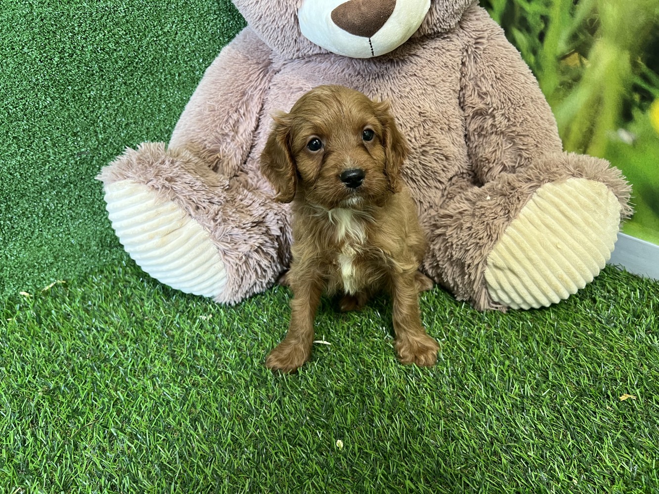 Cavapoo male Puppy for sale 000517041