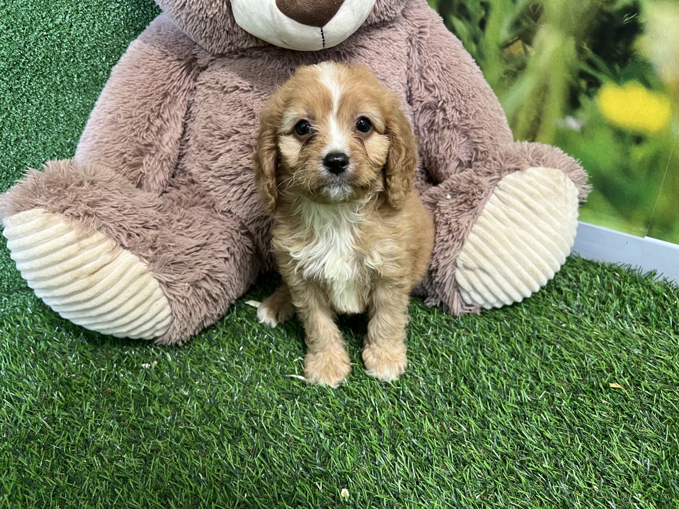 Cavapoo male Puppy for sale 000517042