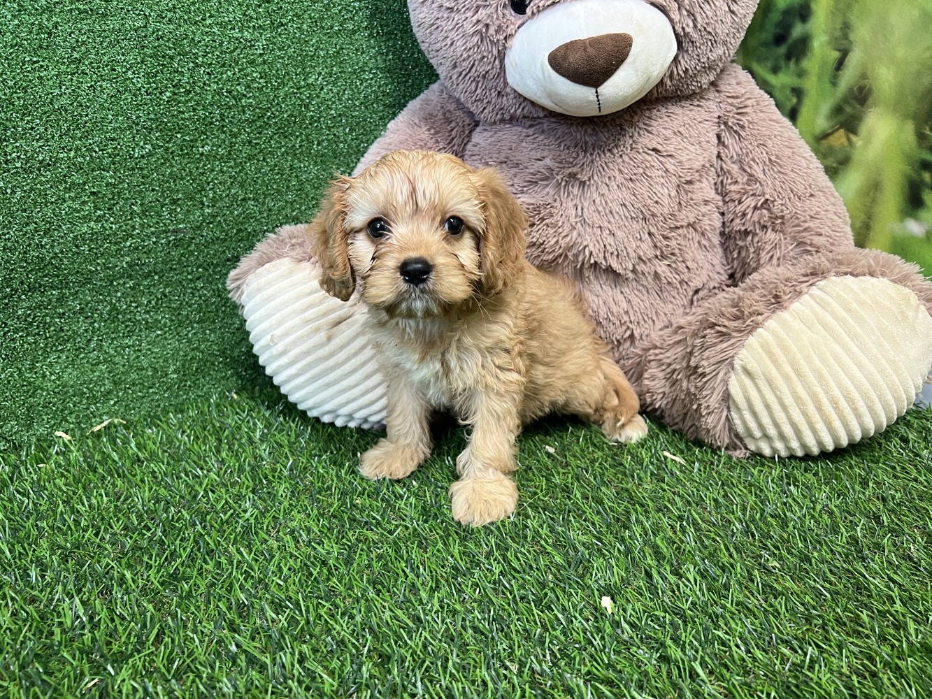 Cavapoo female Puppy for sale 000517047