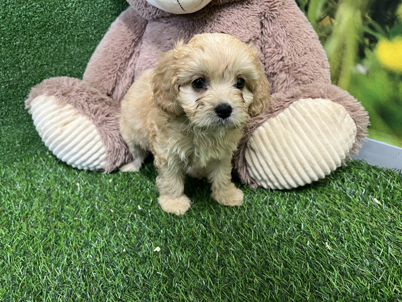 Cavapoo female Puppy for sale 000517048