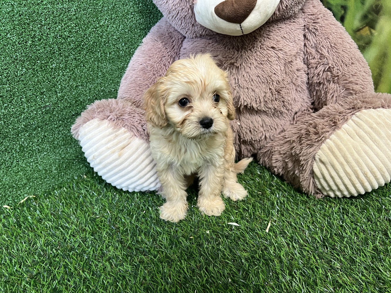 Cavapoo female Puppy for sale 000517049