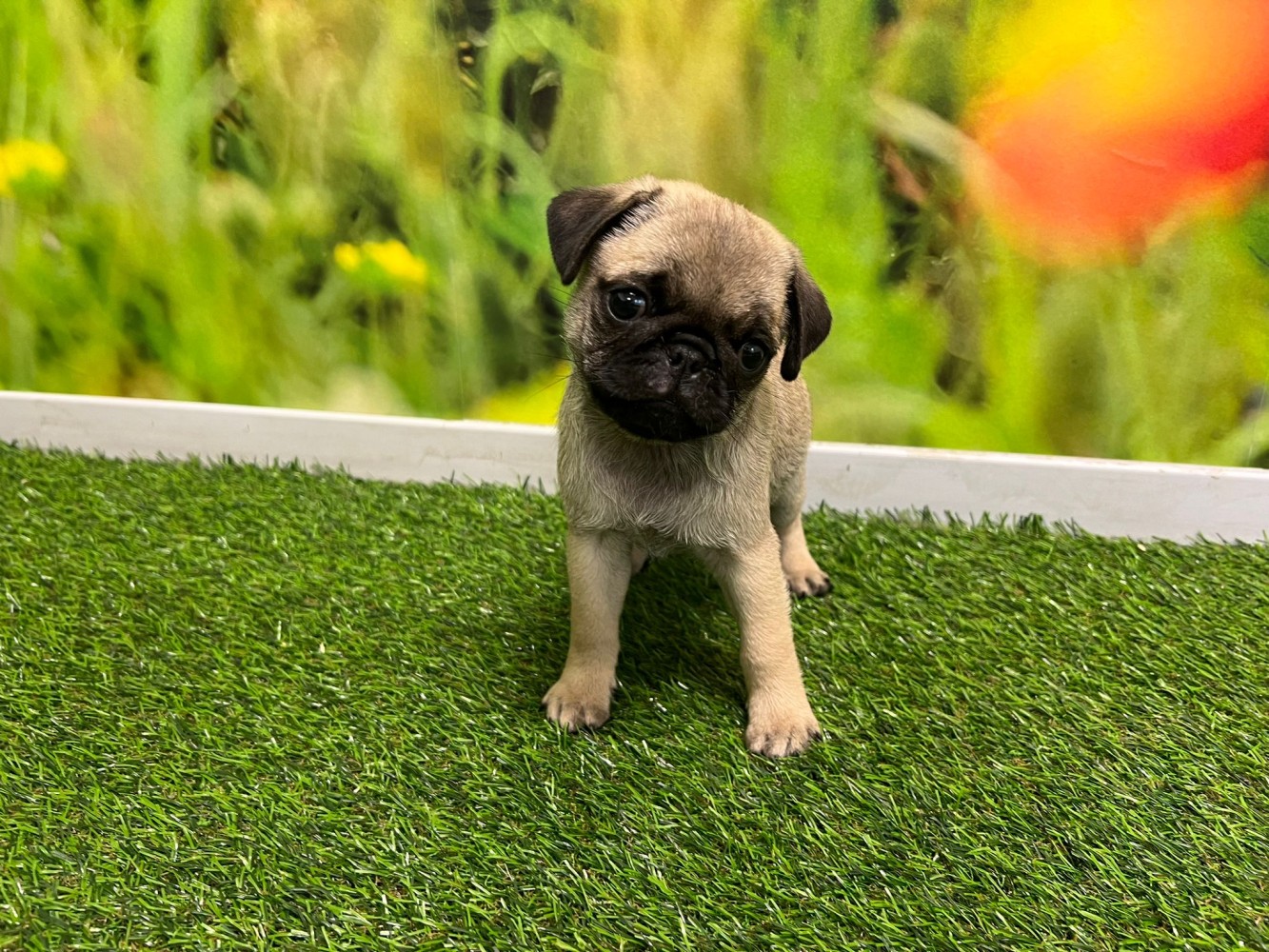 Pug male Puppy for sale 000898609