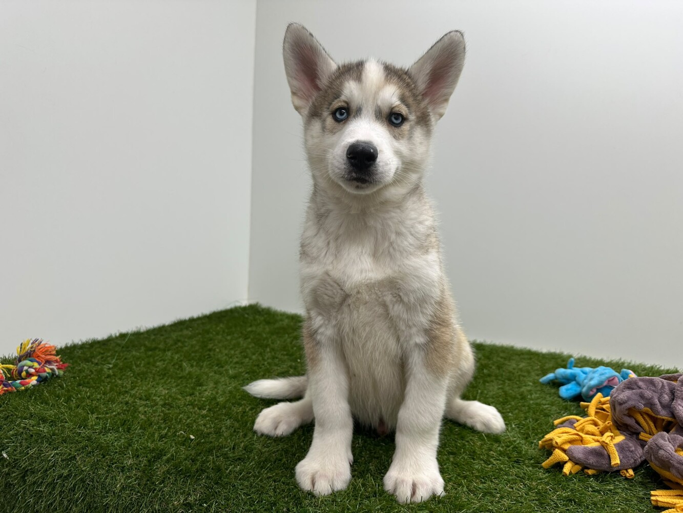 Siberian Husky Male Bicolor - PUP-ID 000969383 | Dierenhof Debrabandere