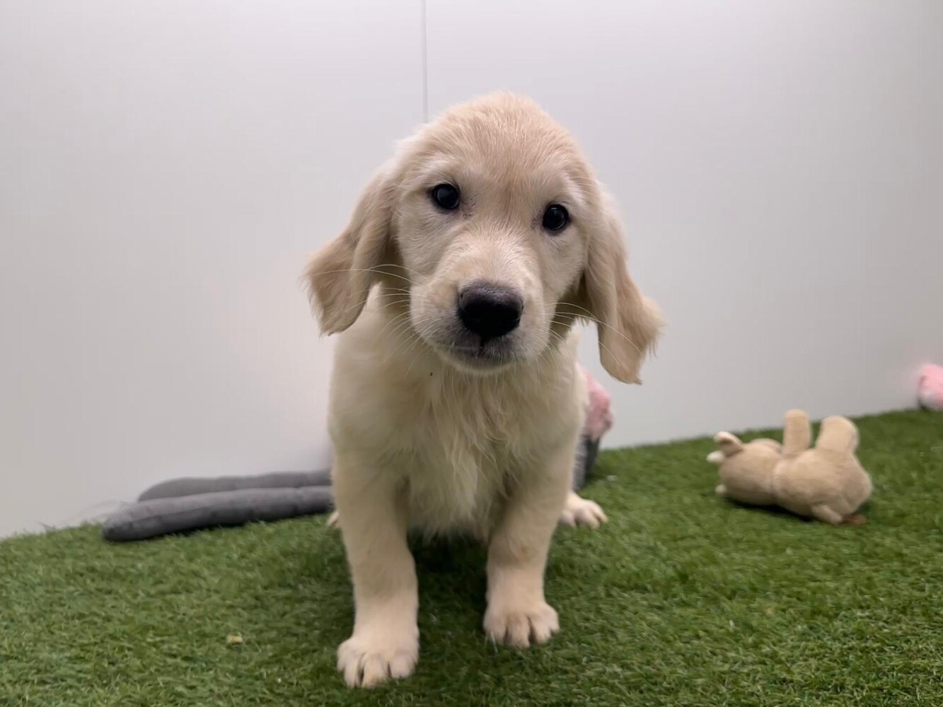 Golden Retriever Vrouwelijk Gold - PUP-ID 000969433 | Dierenhof Debrabandere