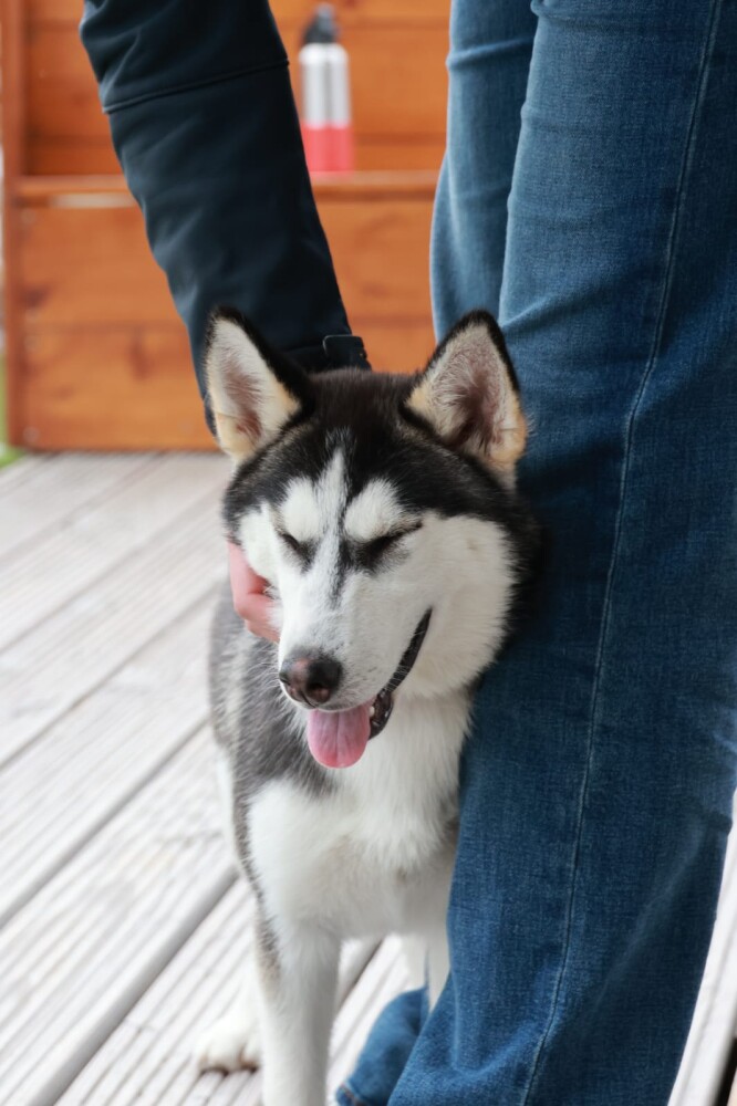 Siberian Husky Female Tricolor - PUP-ID 000969890 | Dierenhof Debrabandere