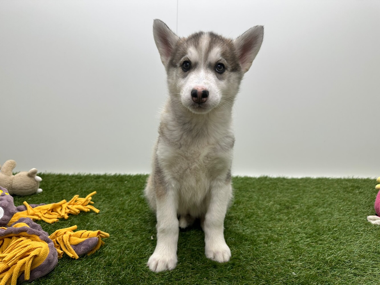 Siberian Husky Female Bicolor - PUP-ID 000970102 | Dierenhof Debrabandere