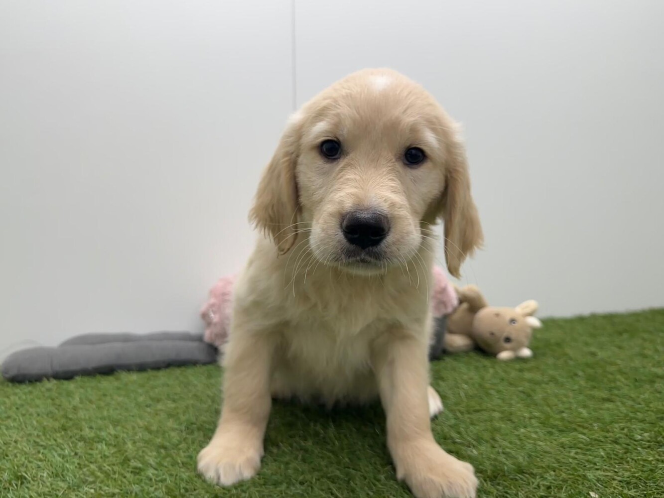Golden Retriever Mannelijk Gold - PUP-ID 000970277 | Dierenhof Debrabandere