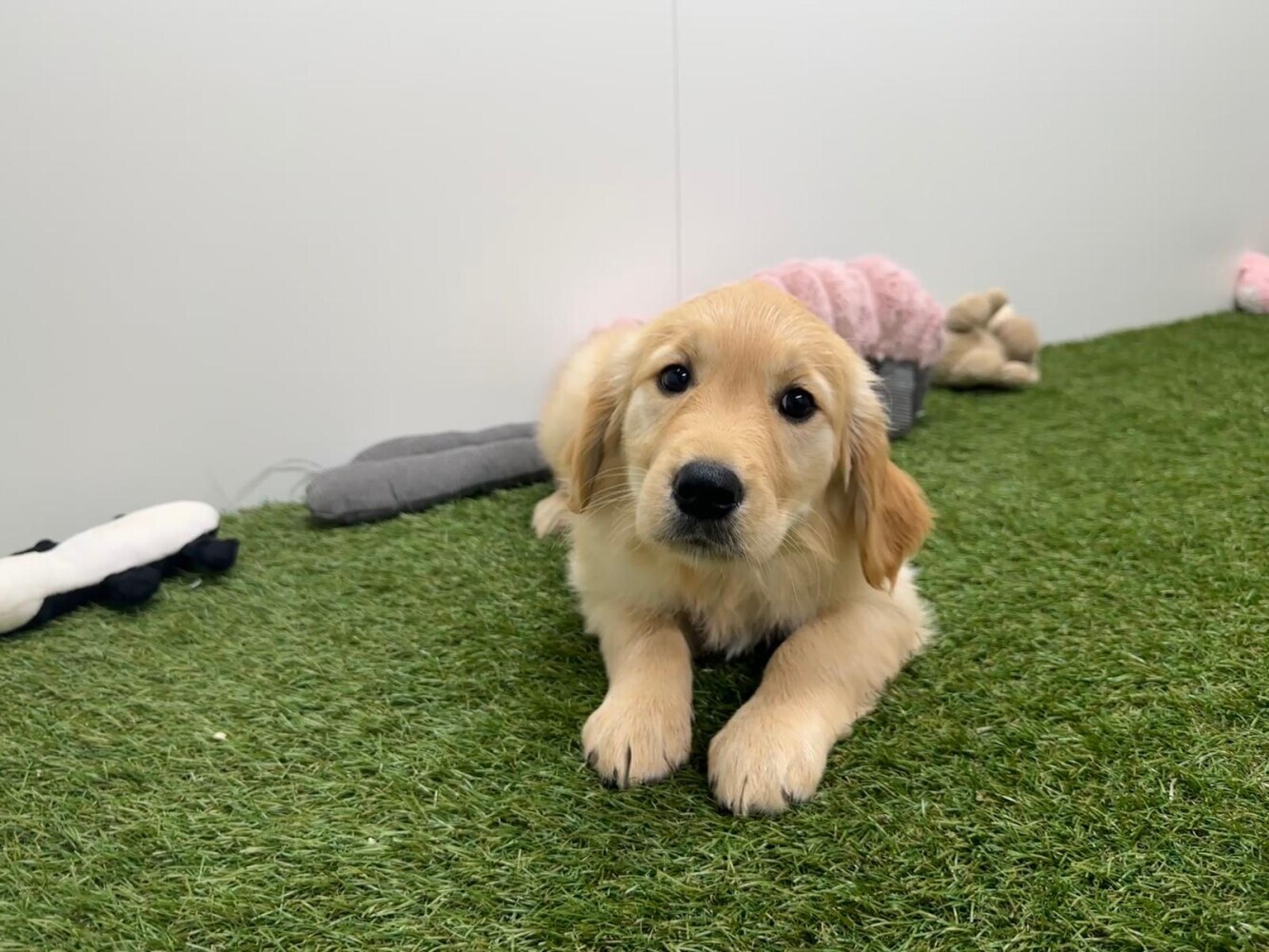 Golden Retriever Vrouwelijk Gold - PUP-ID 000970621 | Dierenhof Debrabandere