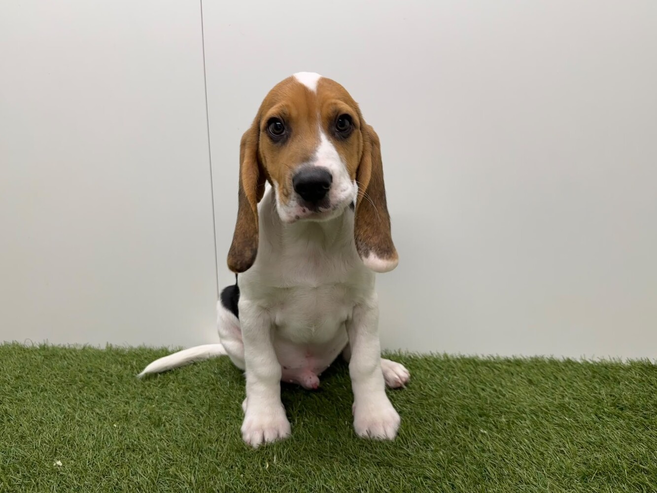 Beagle Male Tricolor - PUP-ID 000970892 | Dierenhof Debrabandere