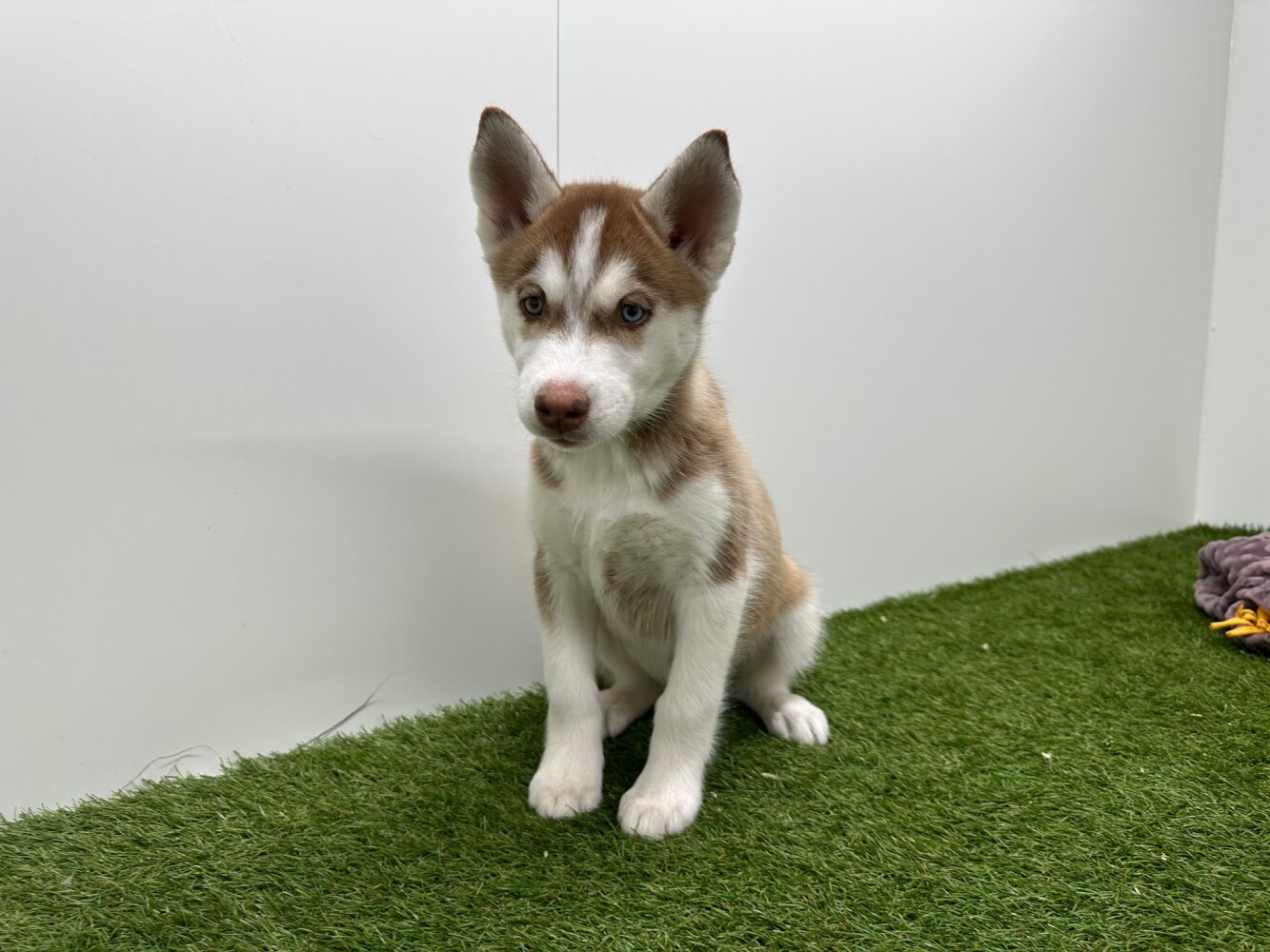 Husky de Siberie Femelle Chocolat et blanc - PUP-ID 000977597 | Dierenhof Debrabandere