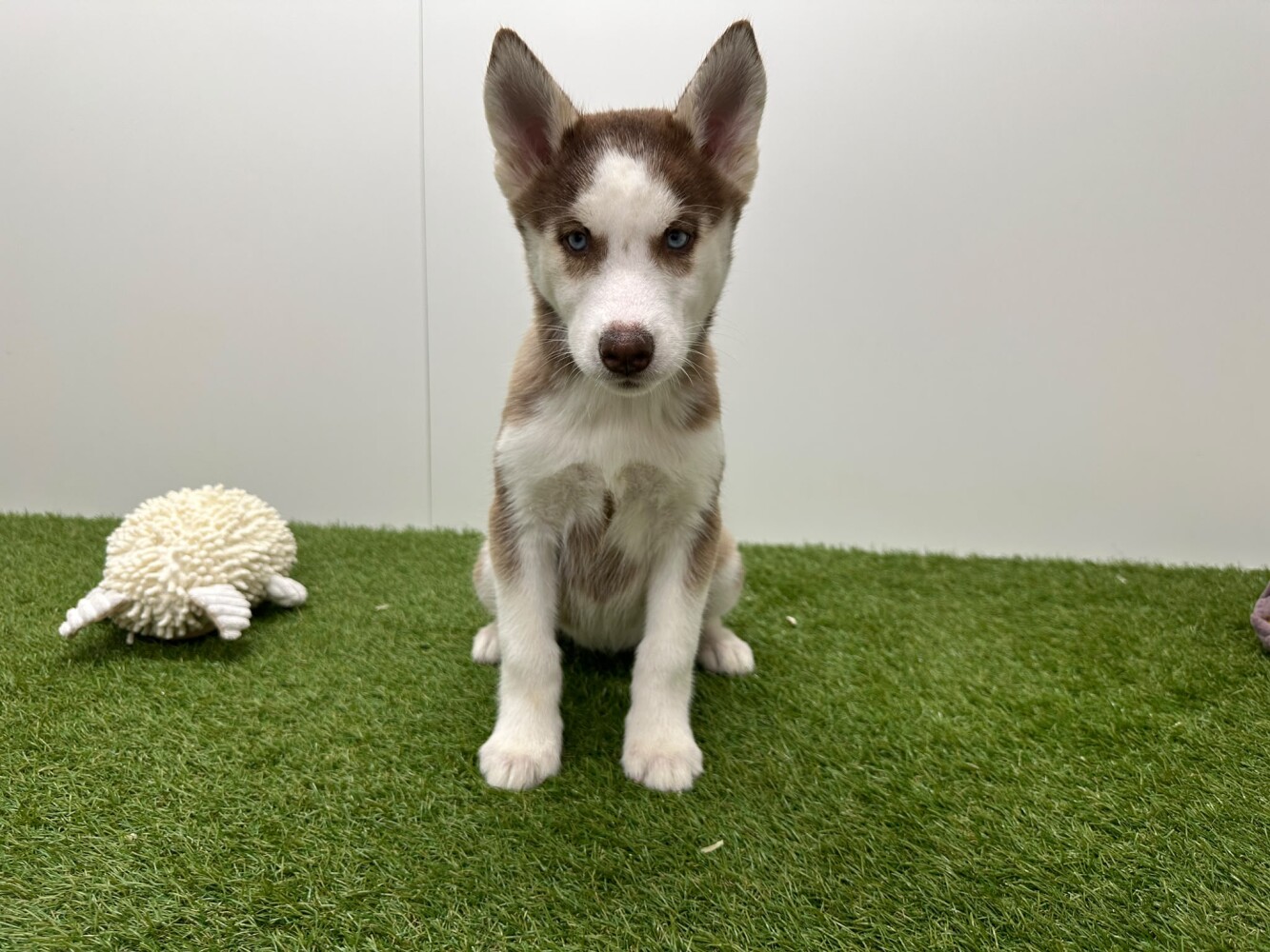 Siberische Husky Vrouwelijk Chocolat en Wit - PUP-ID 000978774 | Dierenhof Debrabandere