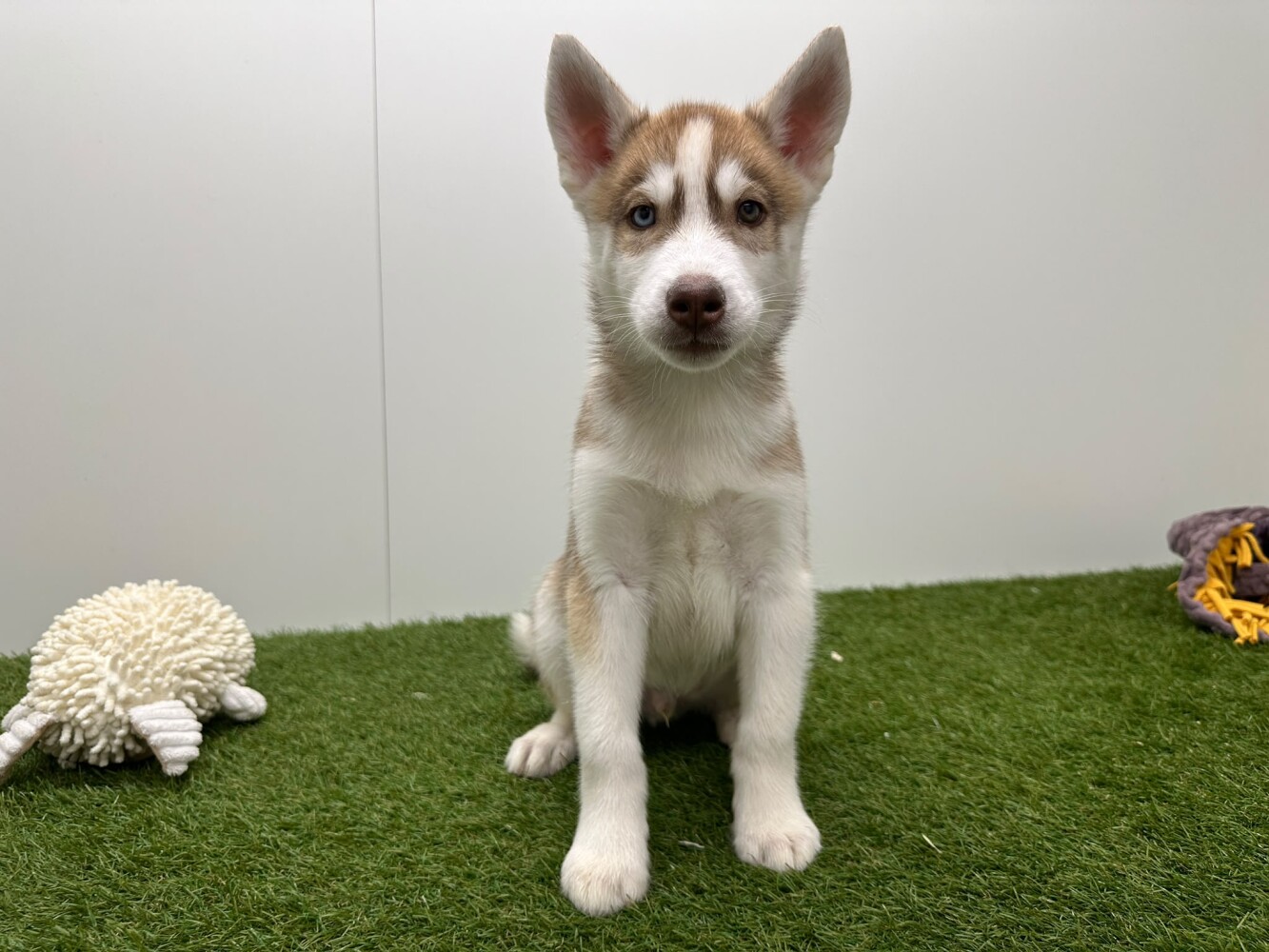 Siberian Husky Male Chocolat and White - PUP-ID 000979071 | Dierenhof Debrabandere