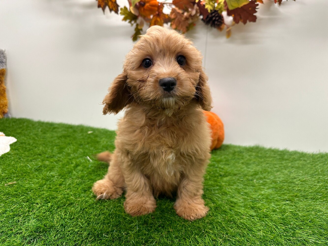 This Cavapoo is now available Cavapoo male Puppy for sale