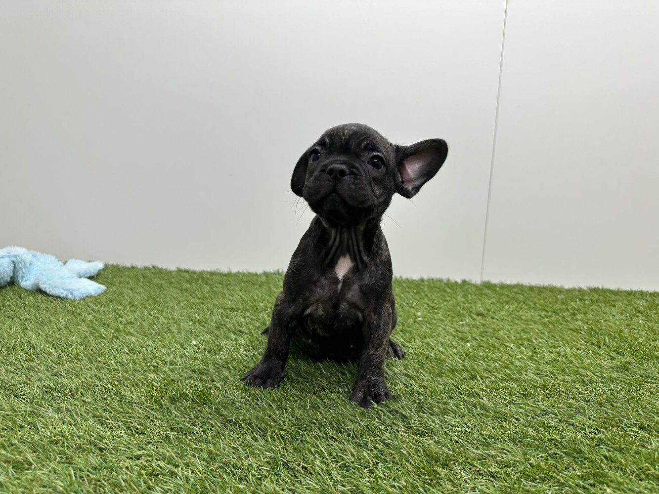 French Bulldog Female Striped - PUP-ID 002027110 | Dierenhof Debrabandere