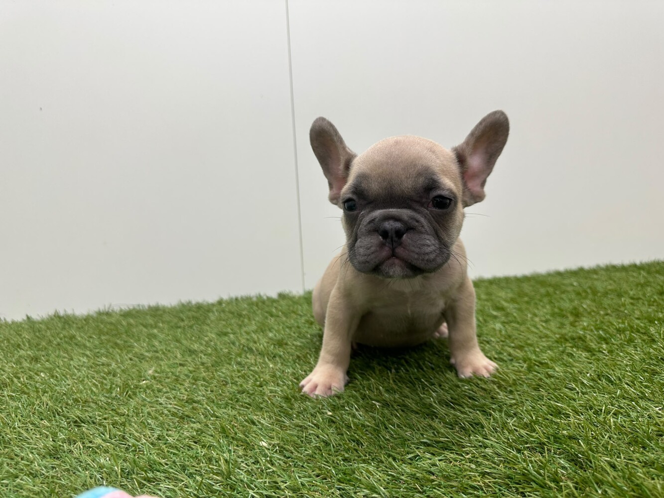 French Bulldog Male Lilac - PUP-ID 002027118 | Dierenhof Debrabandere
