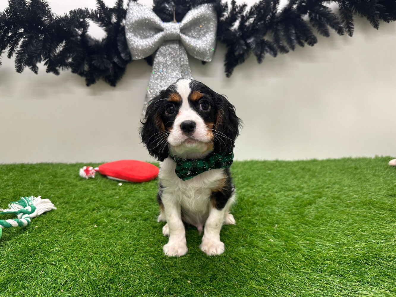 Cavalier King Charles Spaniel