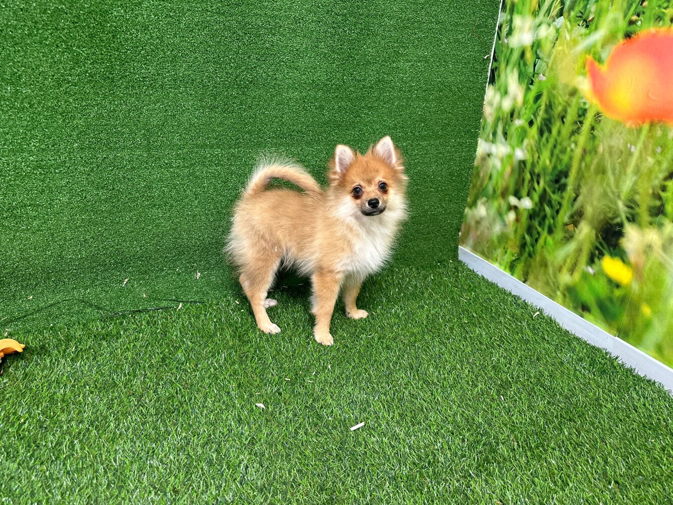 Ce Spitz Nain est disponible Spitz Nain male Adolescent à vendre