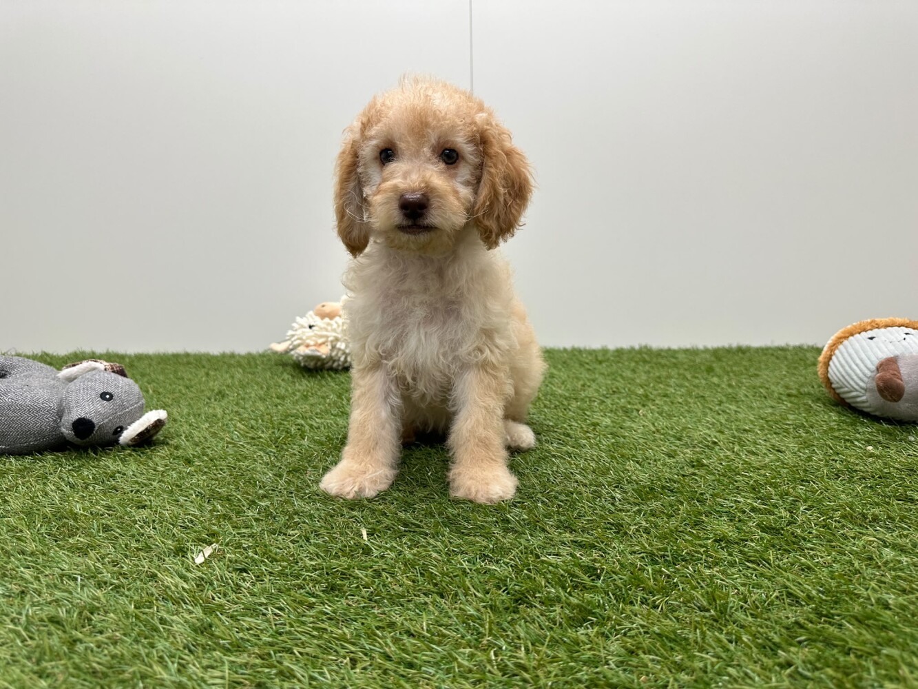 Poedel Vrouwelijk Creme - PUP-ID 002042556 | Dierenhof Debrabandere