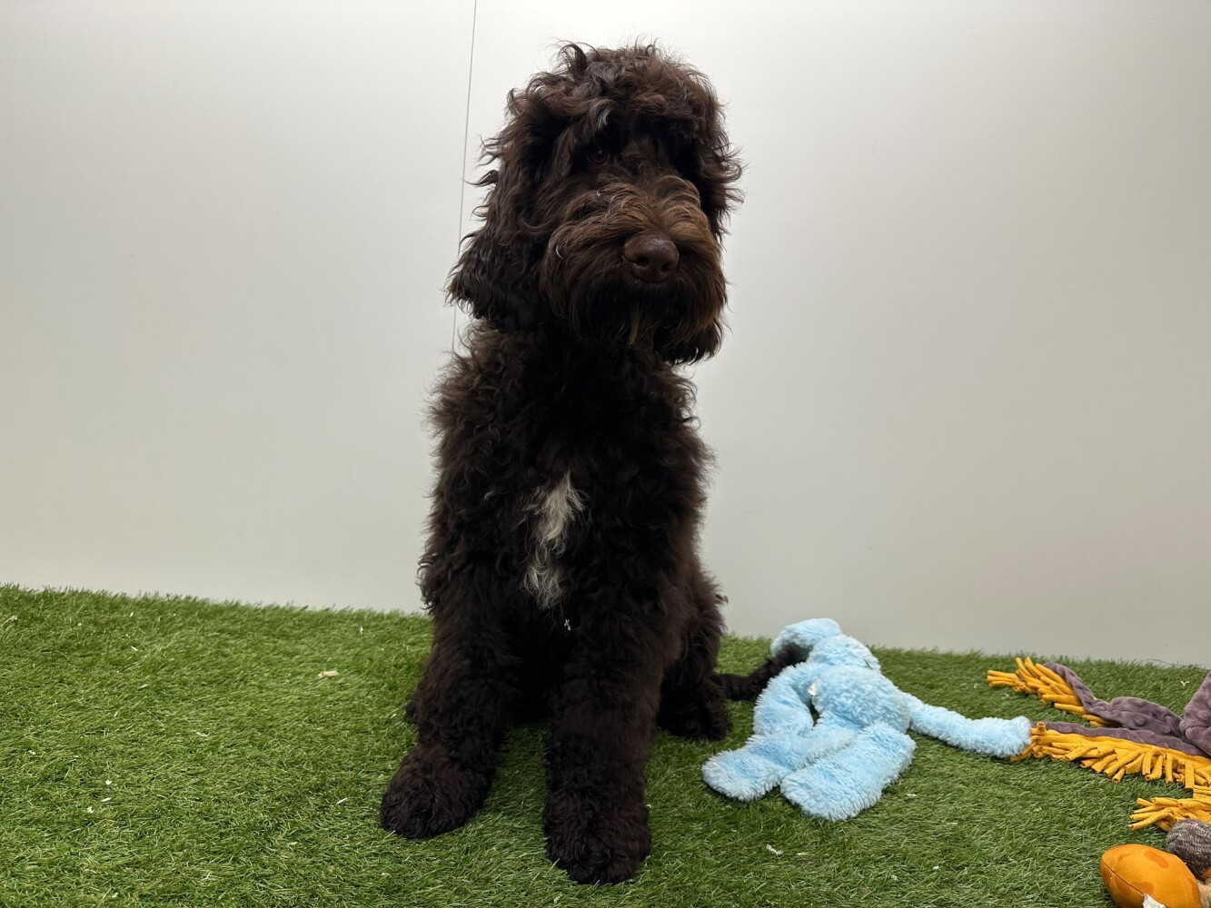 Cockapoo