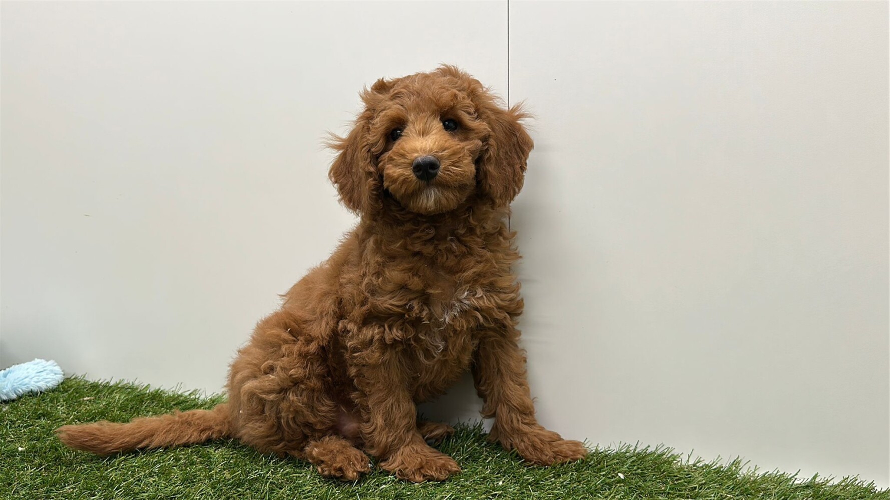Poodle Male Apricot - PUP-ID 002101406 | Dierenhof Debrabandere