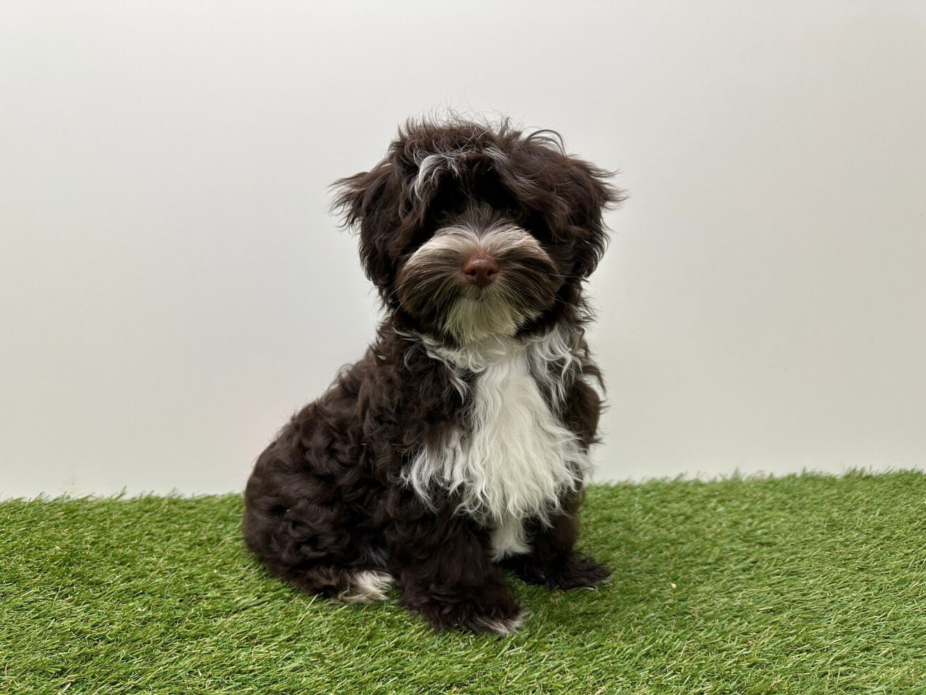 Havanese