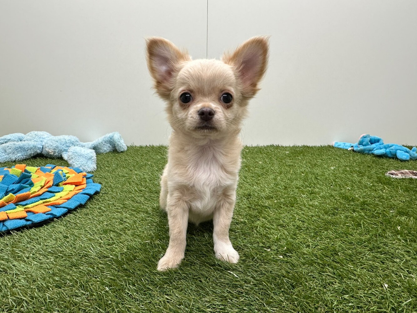 Chihuahua Male Cream - PUP-ID 002102166 | Dierenhof Debrabandere