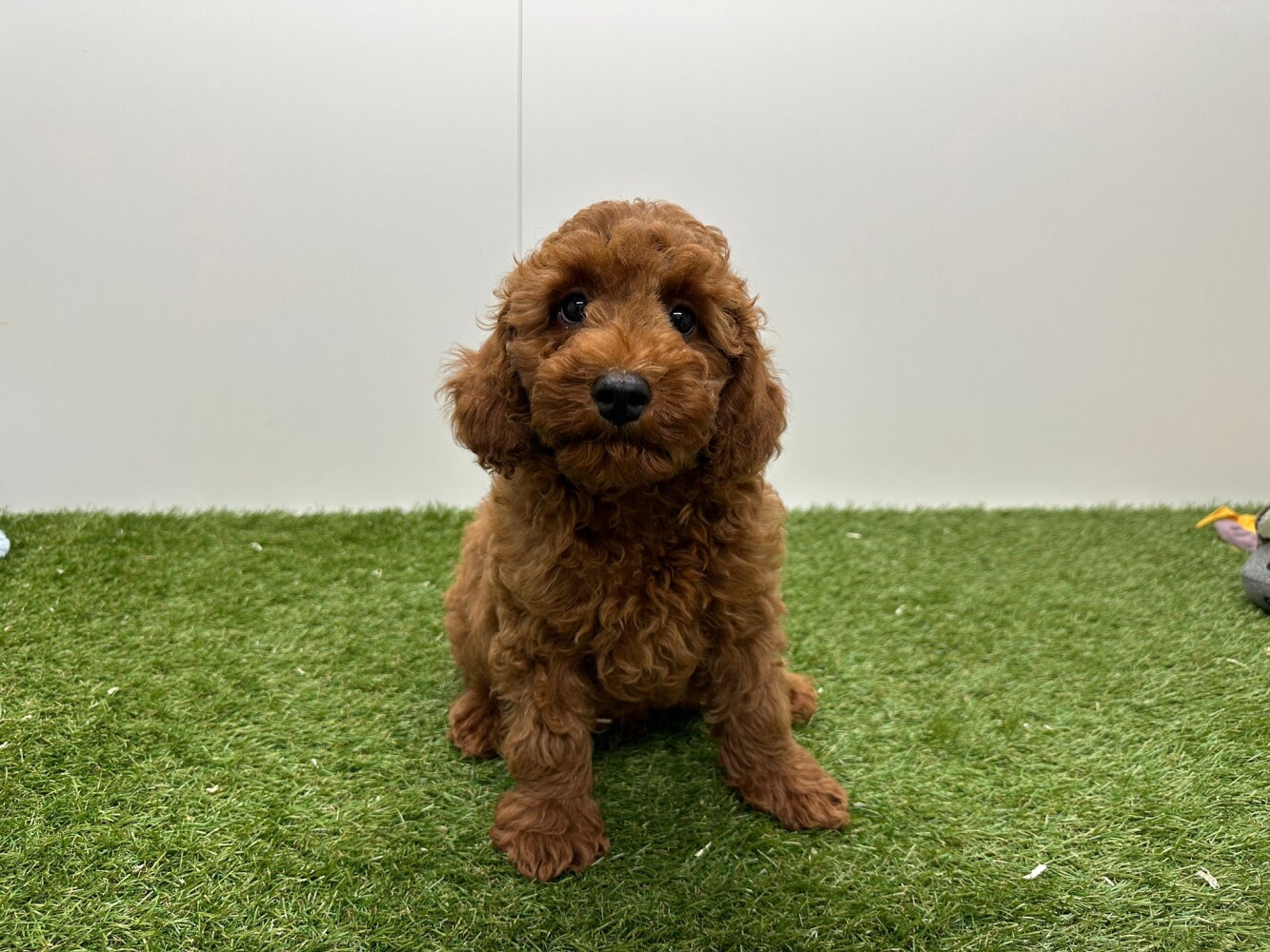 Poedel Mannelijk Abricot - PUP-ID 002102340 | Dierenhof Debrabandere