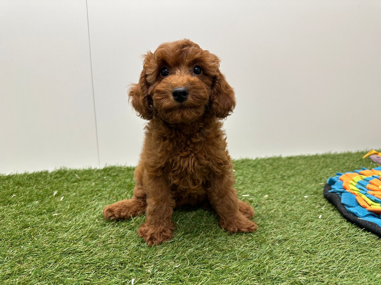 Poodle Female Apricot - PUP-ID 002102350 | Dierenhof Debrabandere
