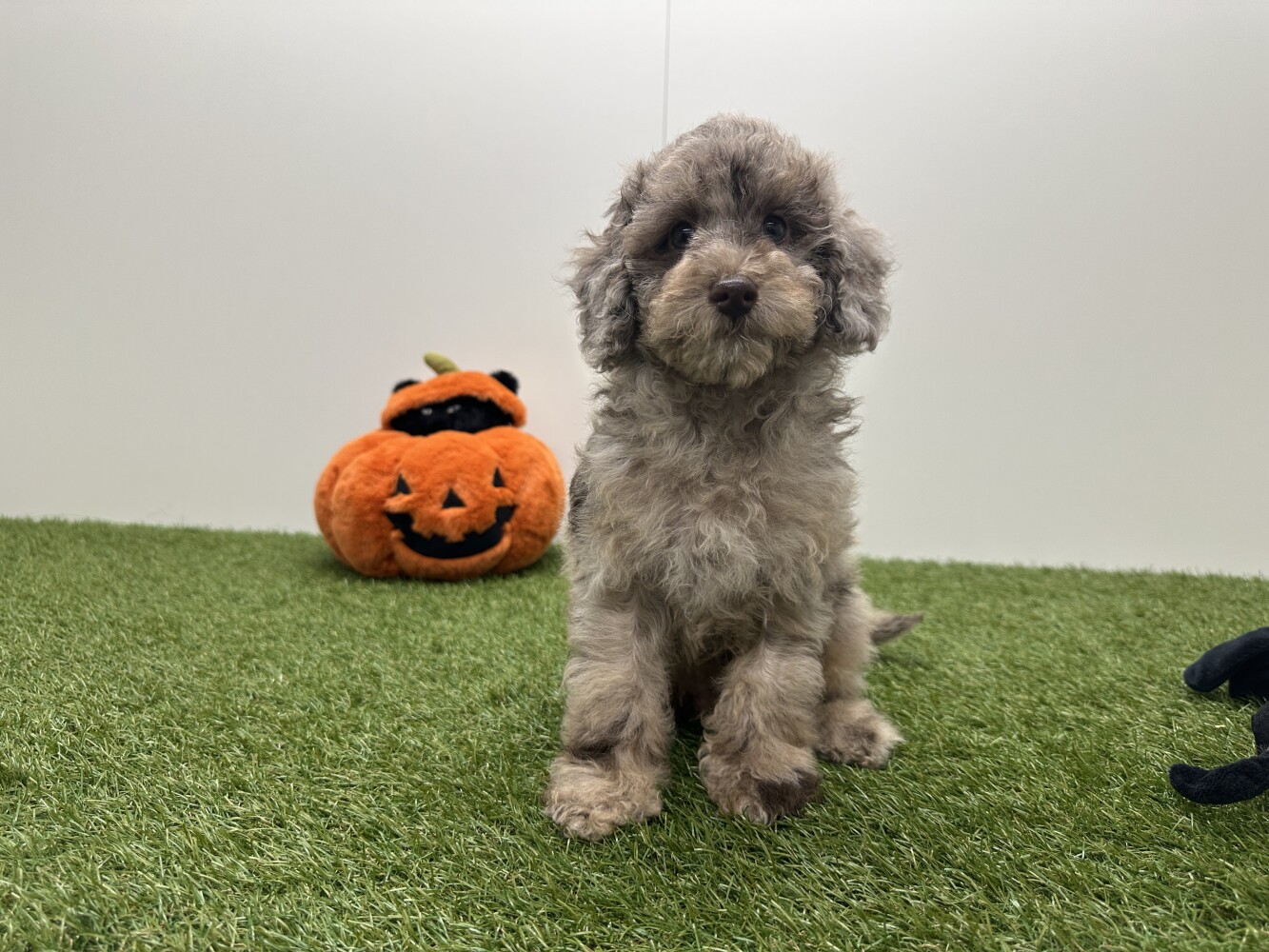 Poedel Mannelijk Chocolat Merle - PUP-ID 002104293 | Dierenhof Debrabandere
