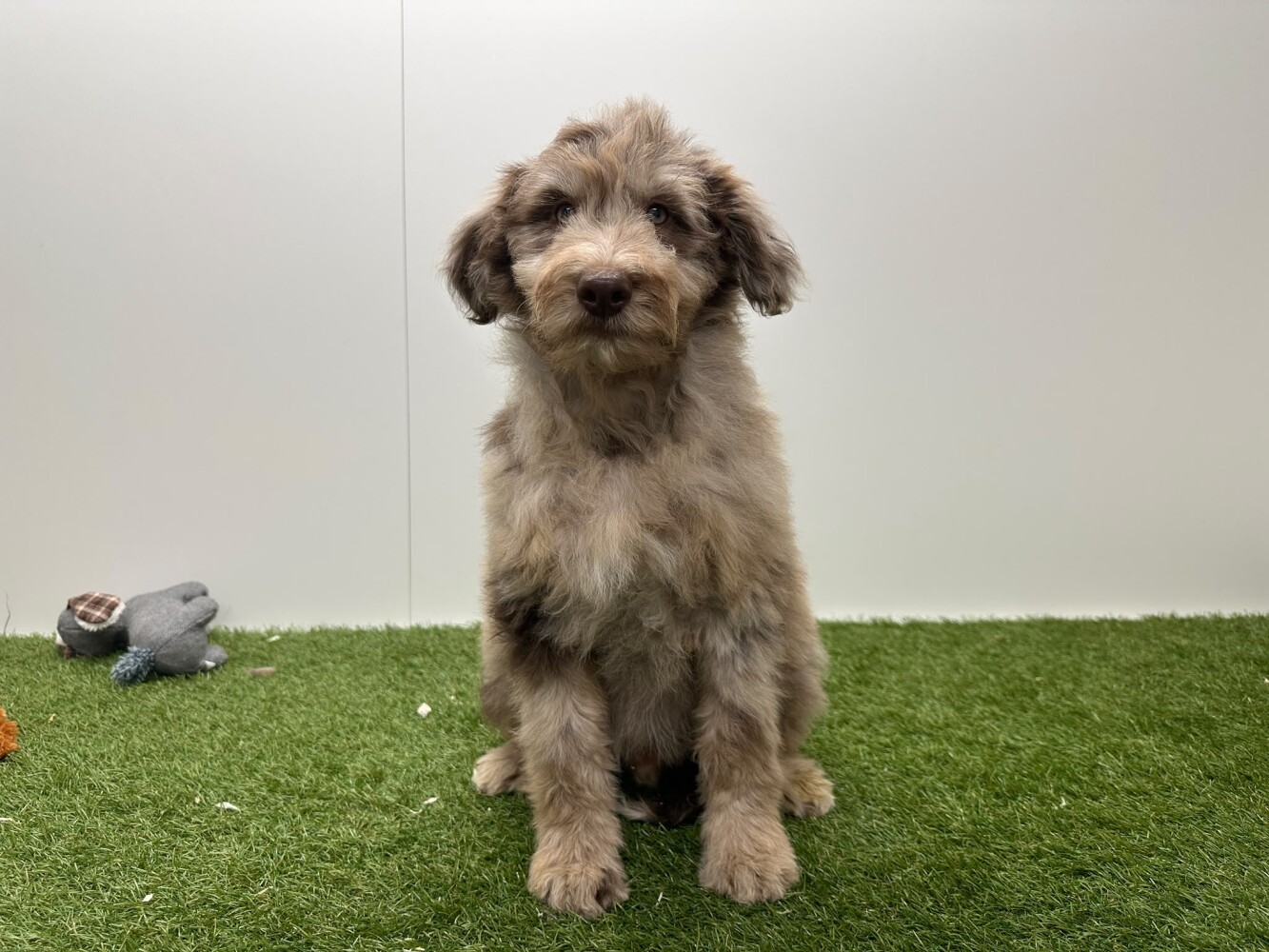 Bordoodle Male Merle - PUP-ID 002104398 | Dierenhof Debrabandere