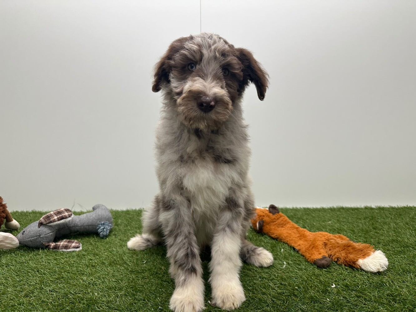 Bordoodle Mannelijk Merle - PUP-ID 002104399 | Dierenhof Debrabandere