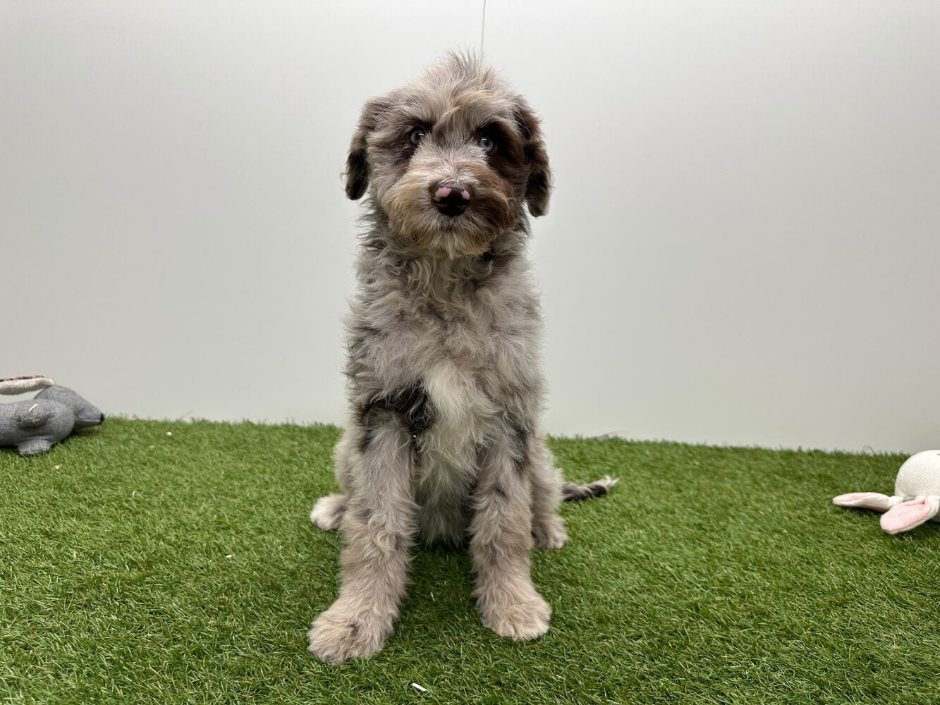 Bordoodle Vrouwelijk Merle - PUP-ID 002104400 | Dierenhof Debrabandere