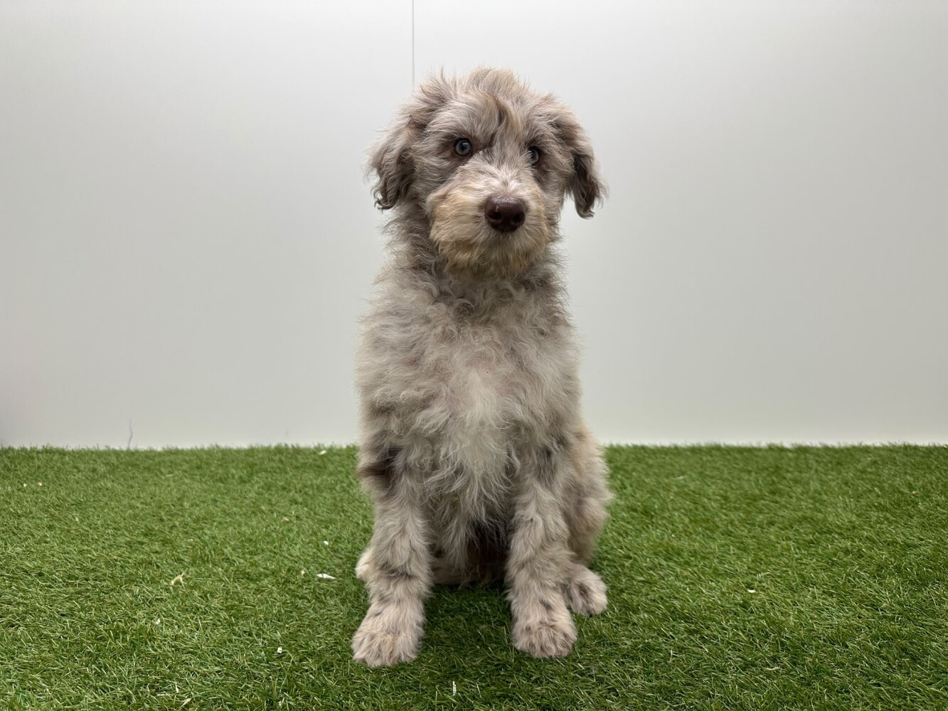 Bordoodle Vrouwelijk Merle - PUP-ID 002104401 | Dierenhof Debrabandere