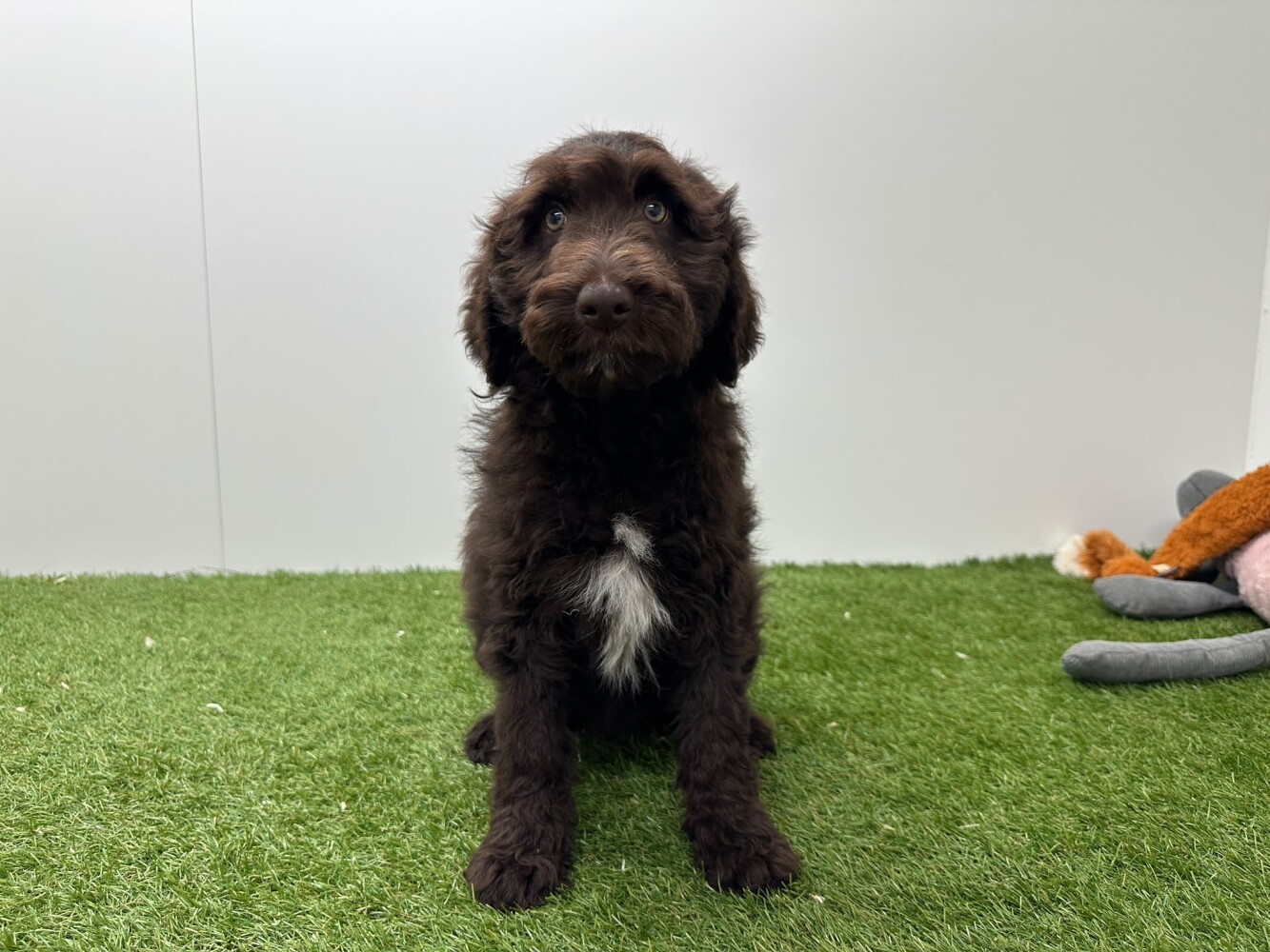 Bordoodle Male Chocolat - PUP-ID 002104405 | Dierenhof Debrabandere