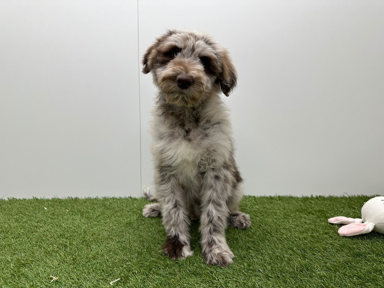 Bordoodle Mannelijk Merle - PUP-ID 002104407 | Dierenhof Debrabandere