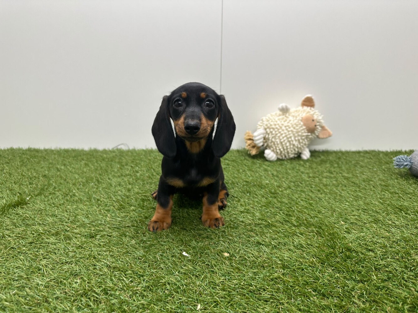 Teckel Femelle Noir et feu - PUP-ID 002104408 | Dierenhof Debrabandere