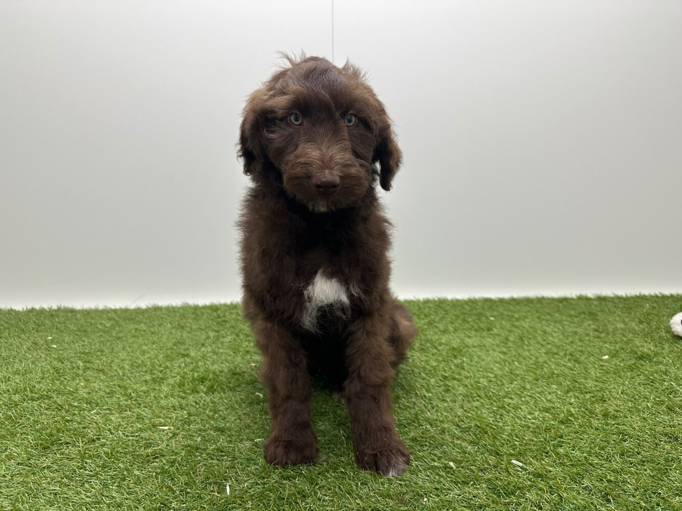 Bordoodle Mannelijk Chocolat - PUP-ID 002104411 | Dierenhof Debrabandere