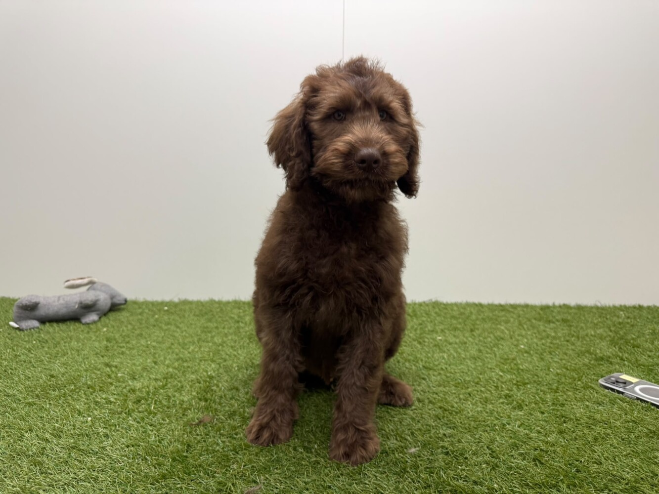 Labradoodle Male Chocolat - PUP-ID 002104458 | Dierenhof Debrabandere
