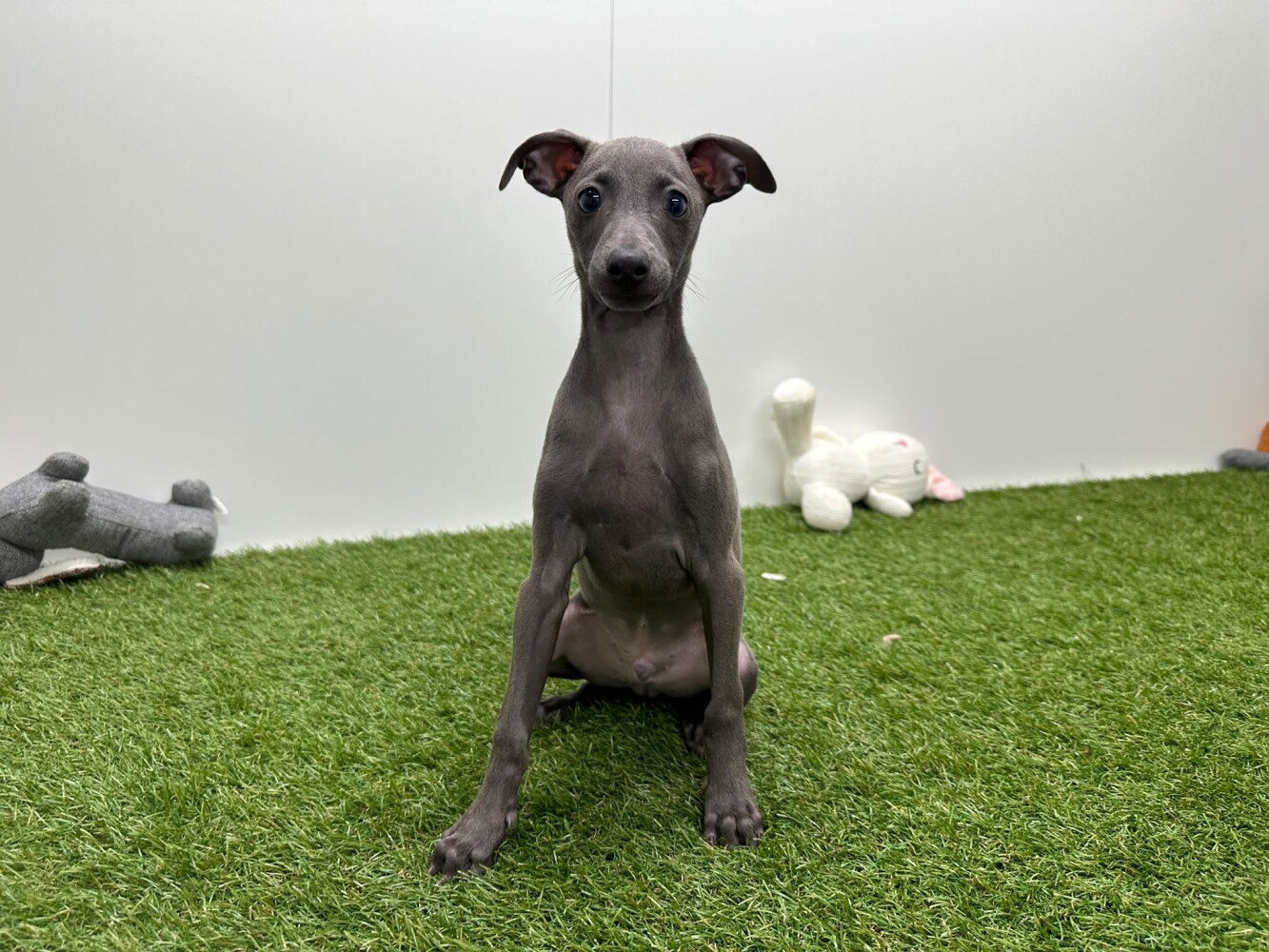 Italiaans Windhondje Mannelijk Blauw - PUP-ID 002104462 | Dierenhof Debrabandere