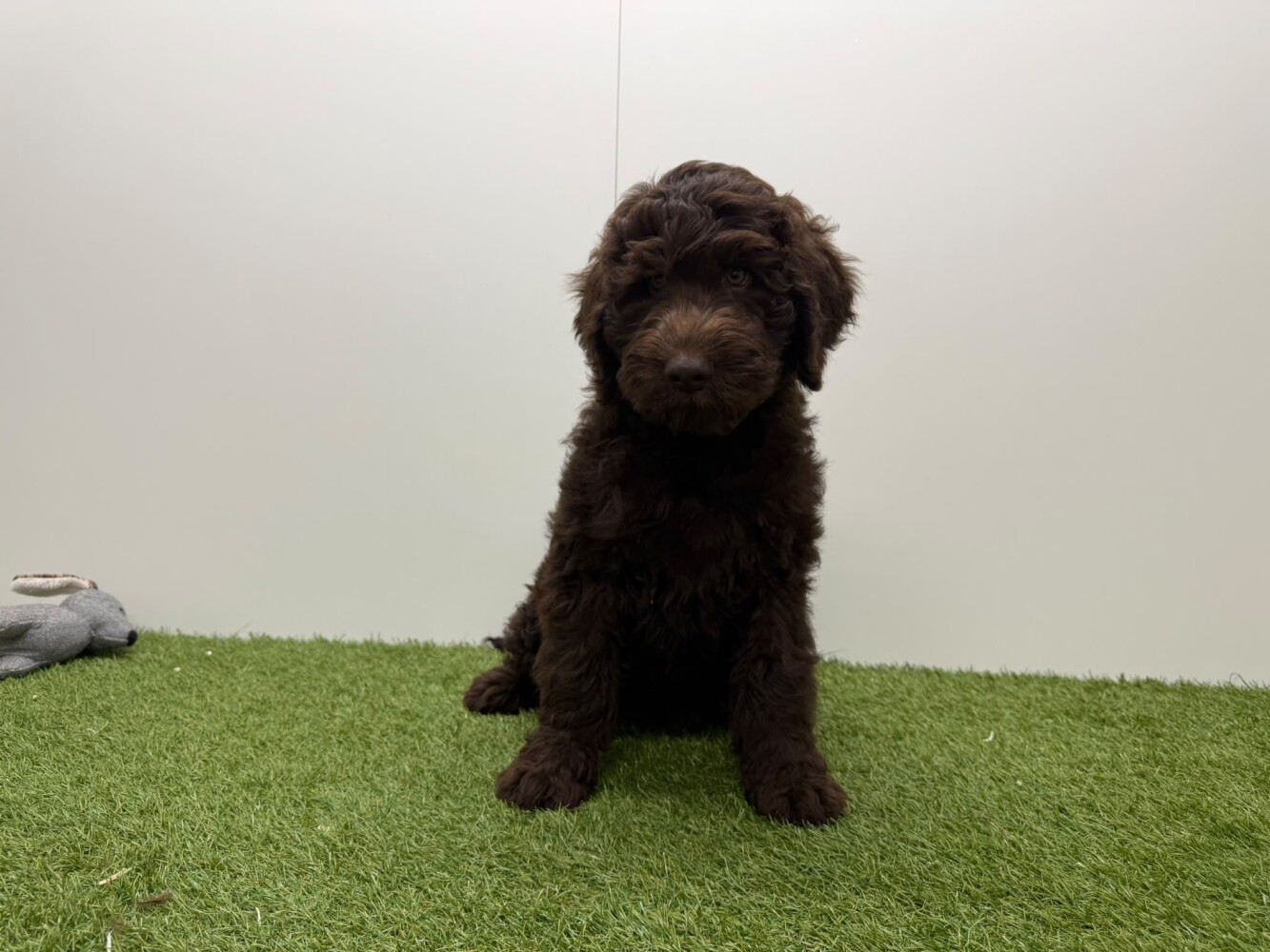 Labradoodle Male Chocolat - PUP-ID 002104464 | Dierenhof Debrabandere