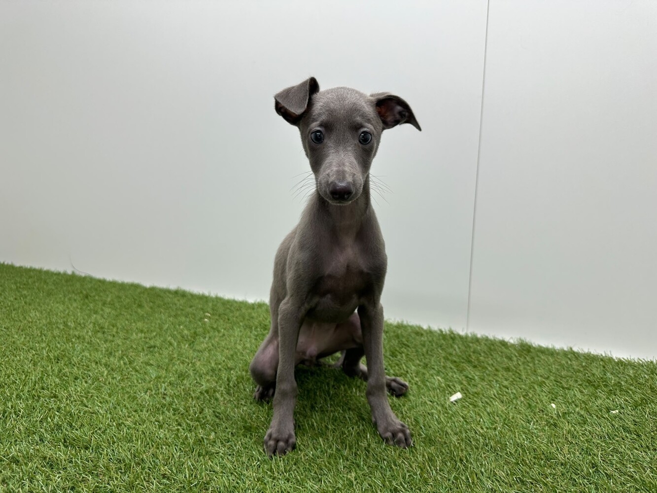 Italiaans Windhondje Mannelijk Blauw - PUP-ID 002104469 | Dierenhof Debrabandere