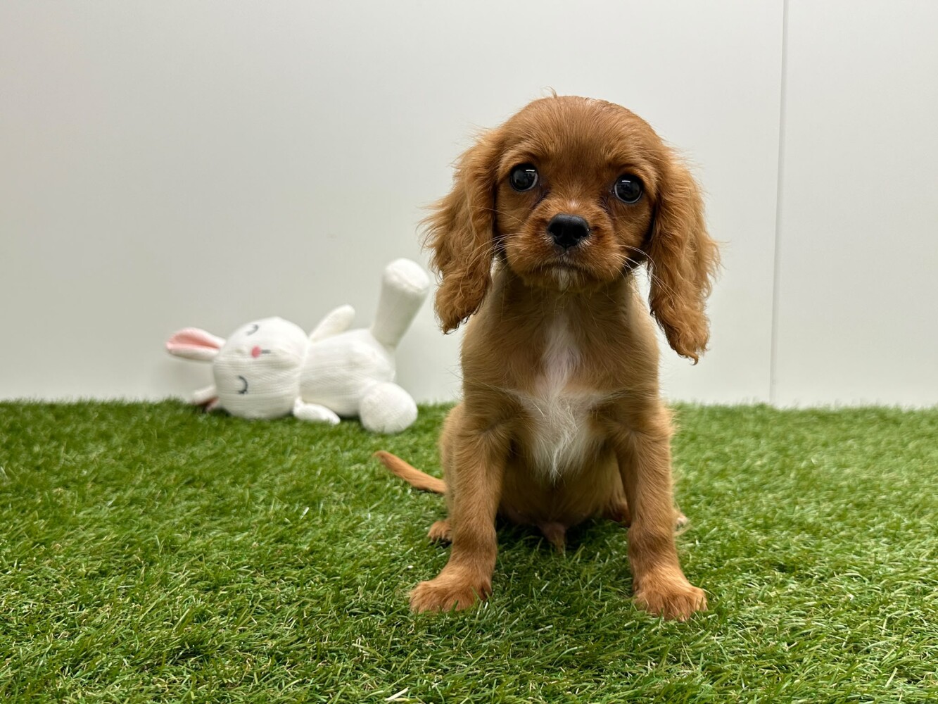 Cavalier King Charles Spaniel Mannelijk Ruby - PUP-ID 002104950 | Dierenhof Debrabandere