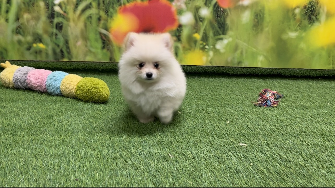 Pomeranian Puppy for sale