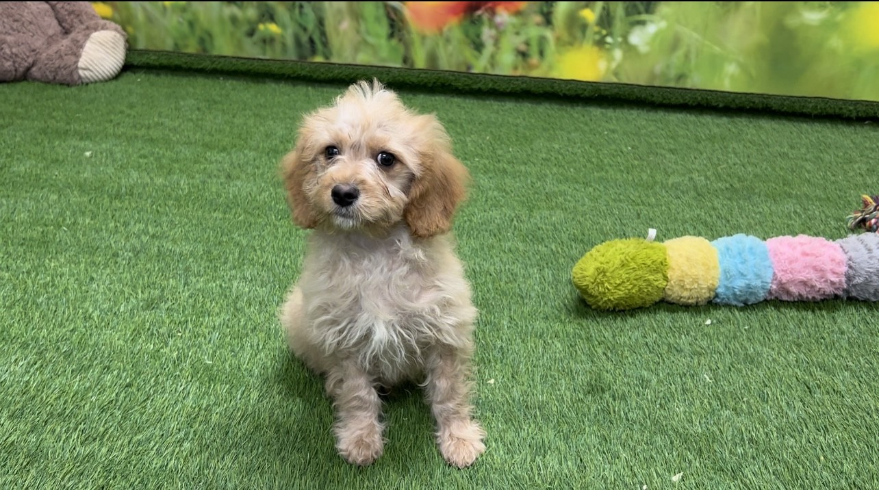 Cavapoo Puppy for sale