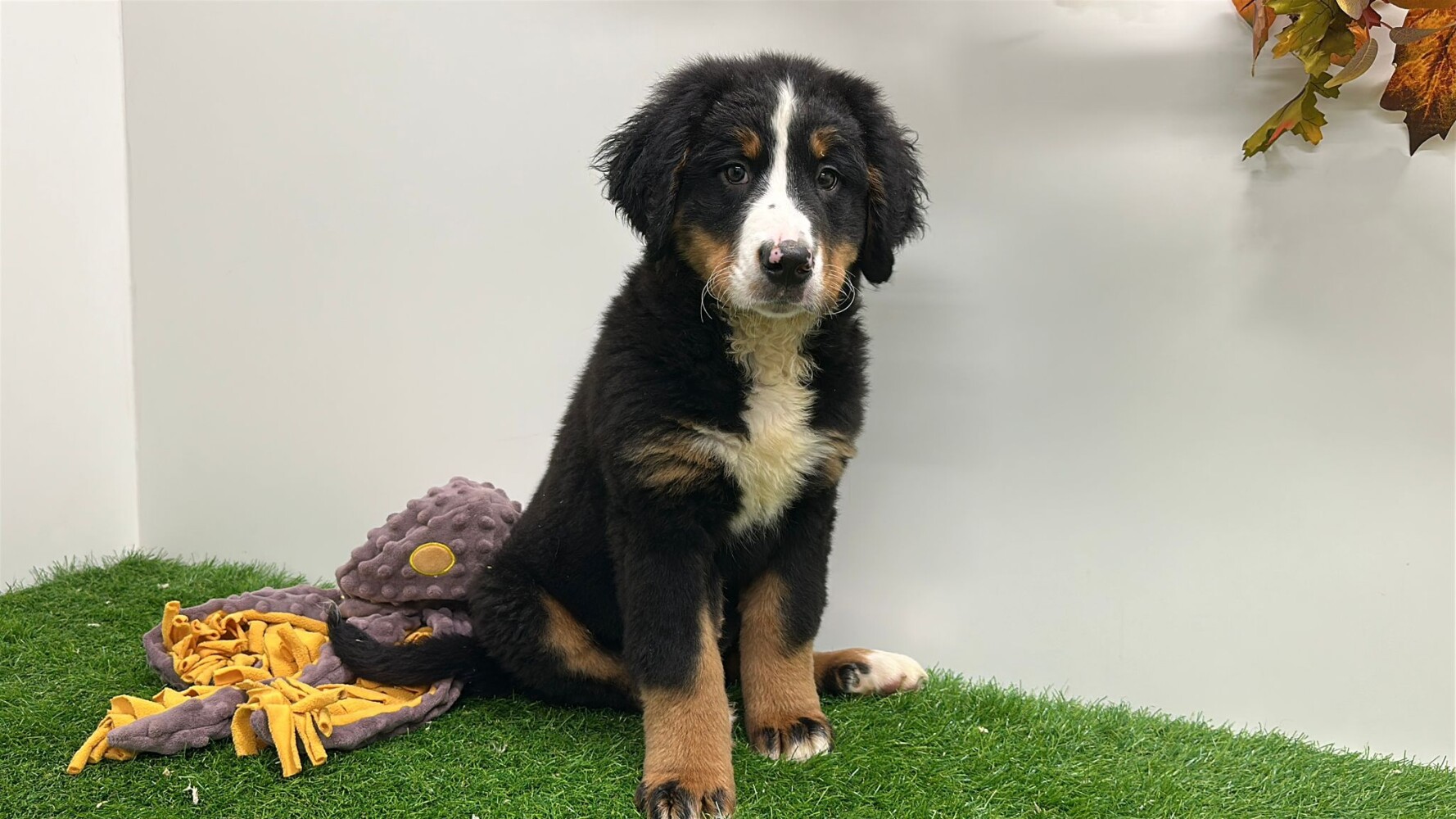 Bernese Mountain Dog